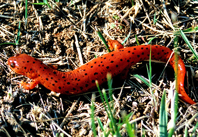 Midland Mud Salamander